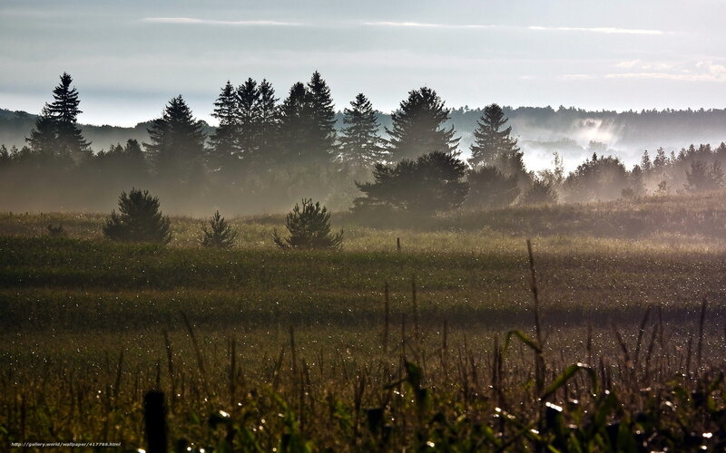 Foggy Field with Trees — Green, Serene, Morning, Photograph, Fog