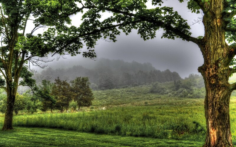 Foggy Field with Trees — Green, Serene, Morning, Photograph, Mountain