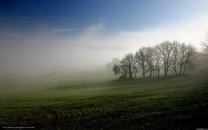 Foggy Field with Trees — Green, Serene, Morning, Photograph