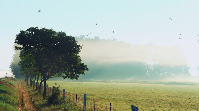 Foggy Field with Trees — Green, Serene, Morning