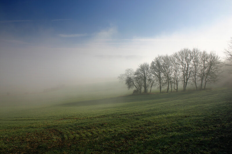 Foggy Field with Trees — Green, Serene
