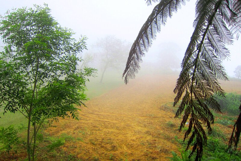 Foggy Field with Trees — Green