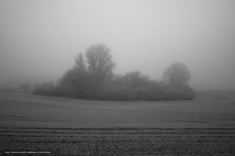 Foggy Field with Trees