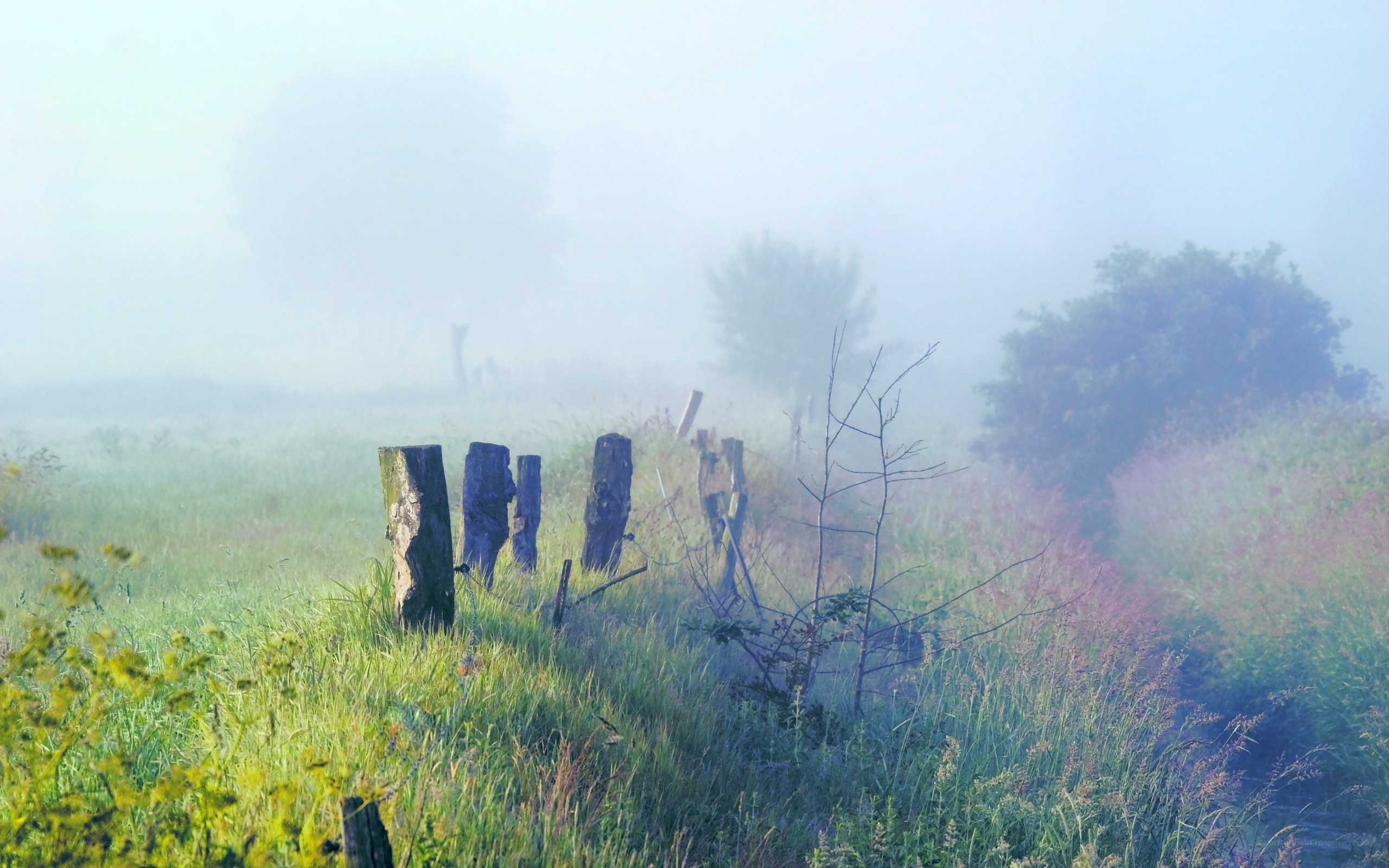 Foggy field with wooden posts
