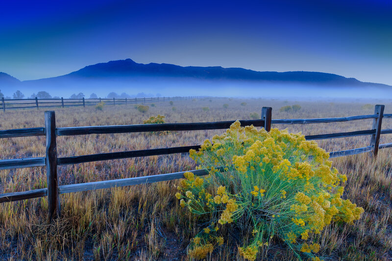 Foggy field with yellow flowers