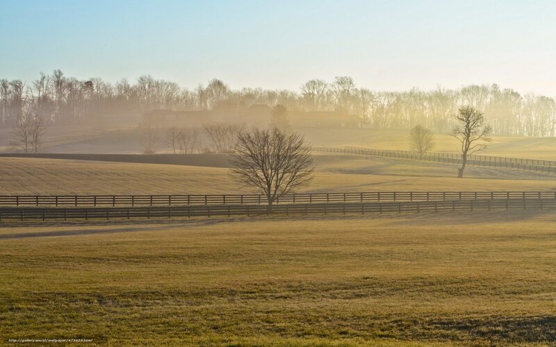 Foggy Fields at Sunrise — Green, Serene, Photograph