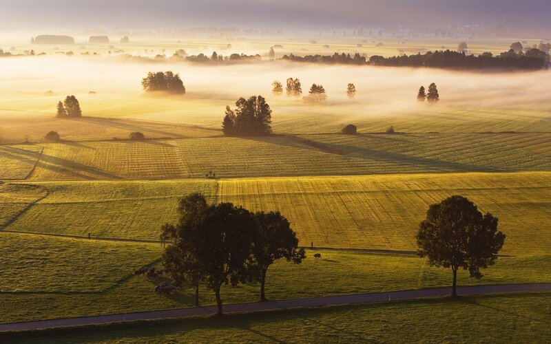 Foggy Fields at Sunrise — Green, Serene, Photograph, Trees
