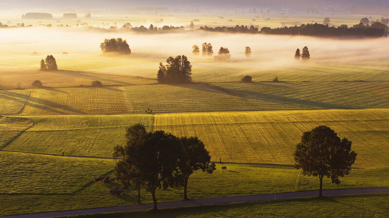 Foggy Fields at Sunrise