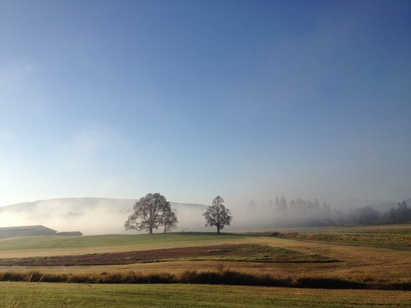 Foggy Fields with Trees