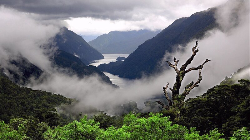 Foggy Fjord Landscape — Green