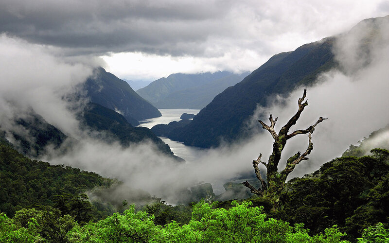 Foggy Fjord with Dead Tree