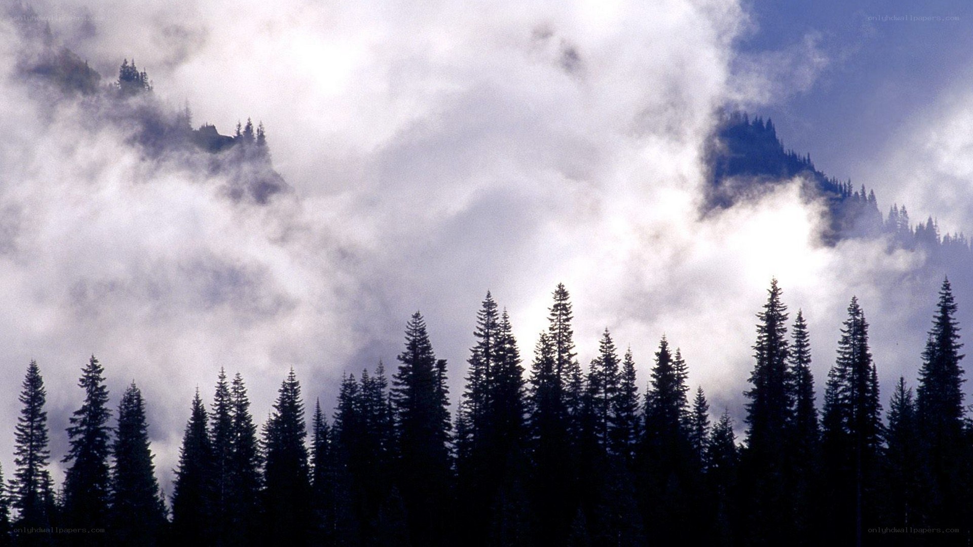 Foggy forest and mountains