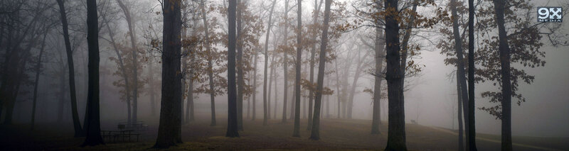 foggy forest at dawn