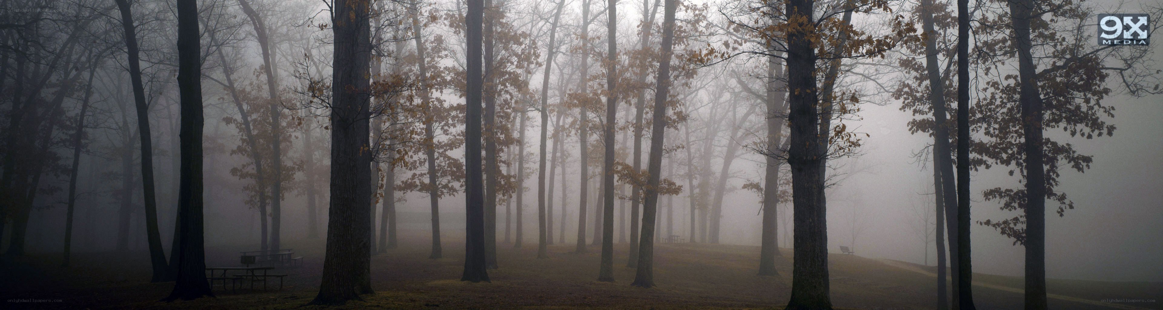 foggy forest at dawn