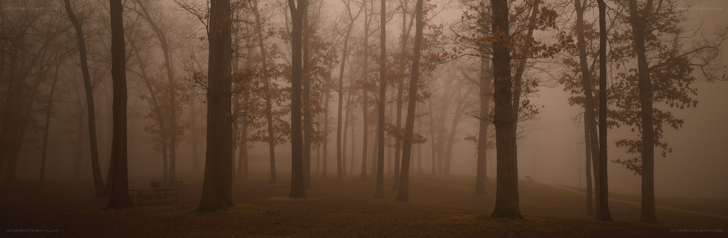 Foggy forest at dawn