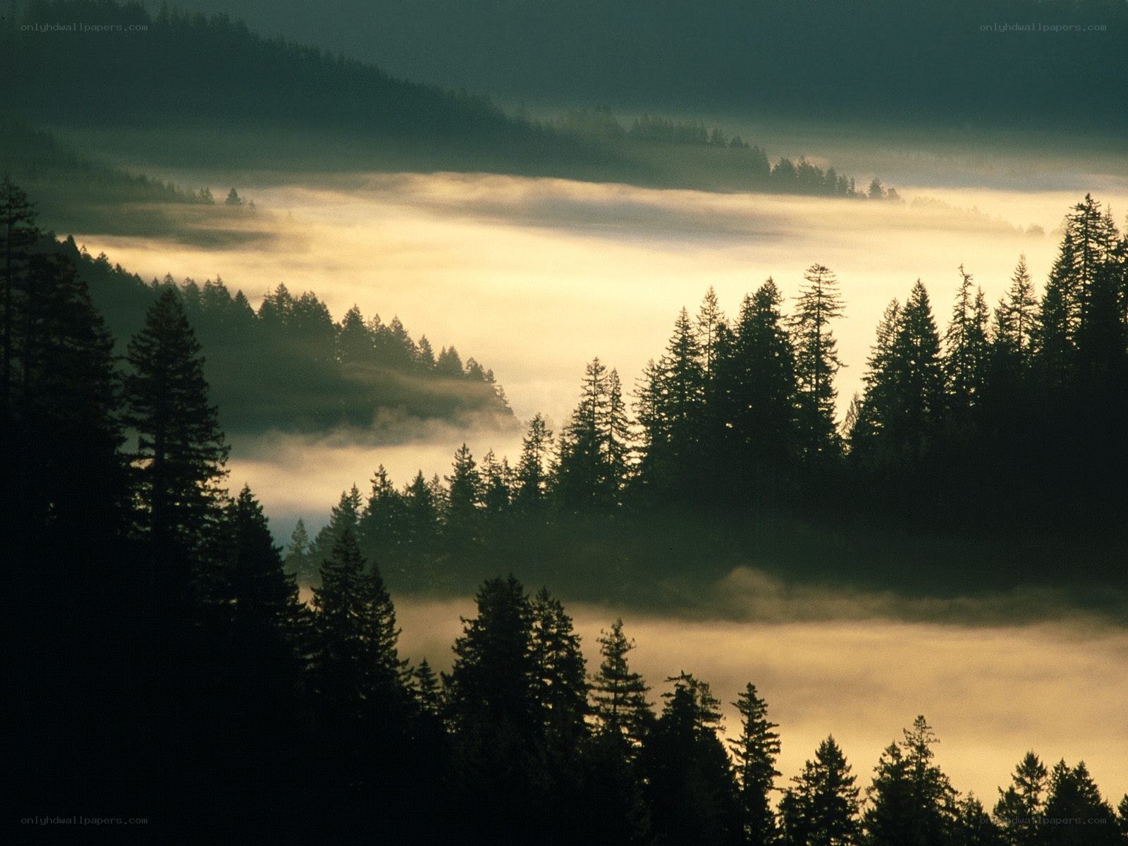 Foggy forest at dawn