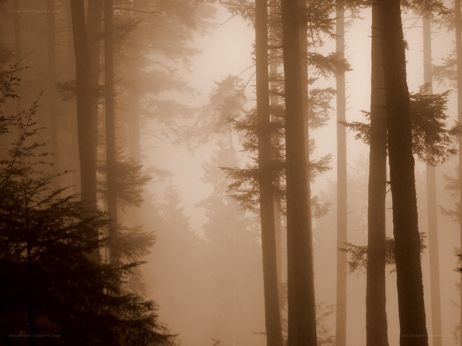 Foggy forest at dawn