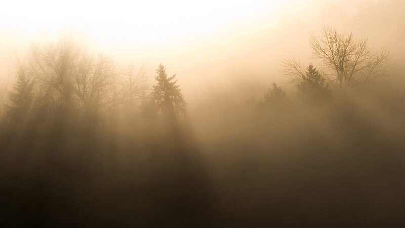 Foggy forest at dawn