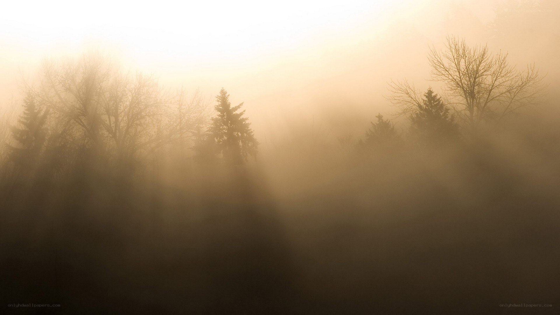 Foggy forest at dawn