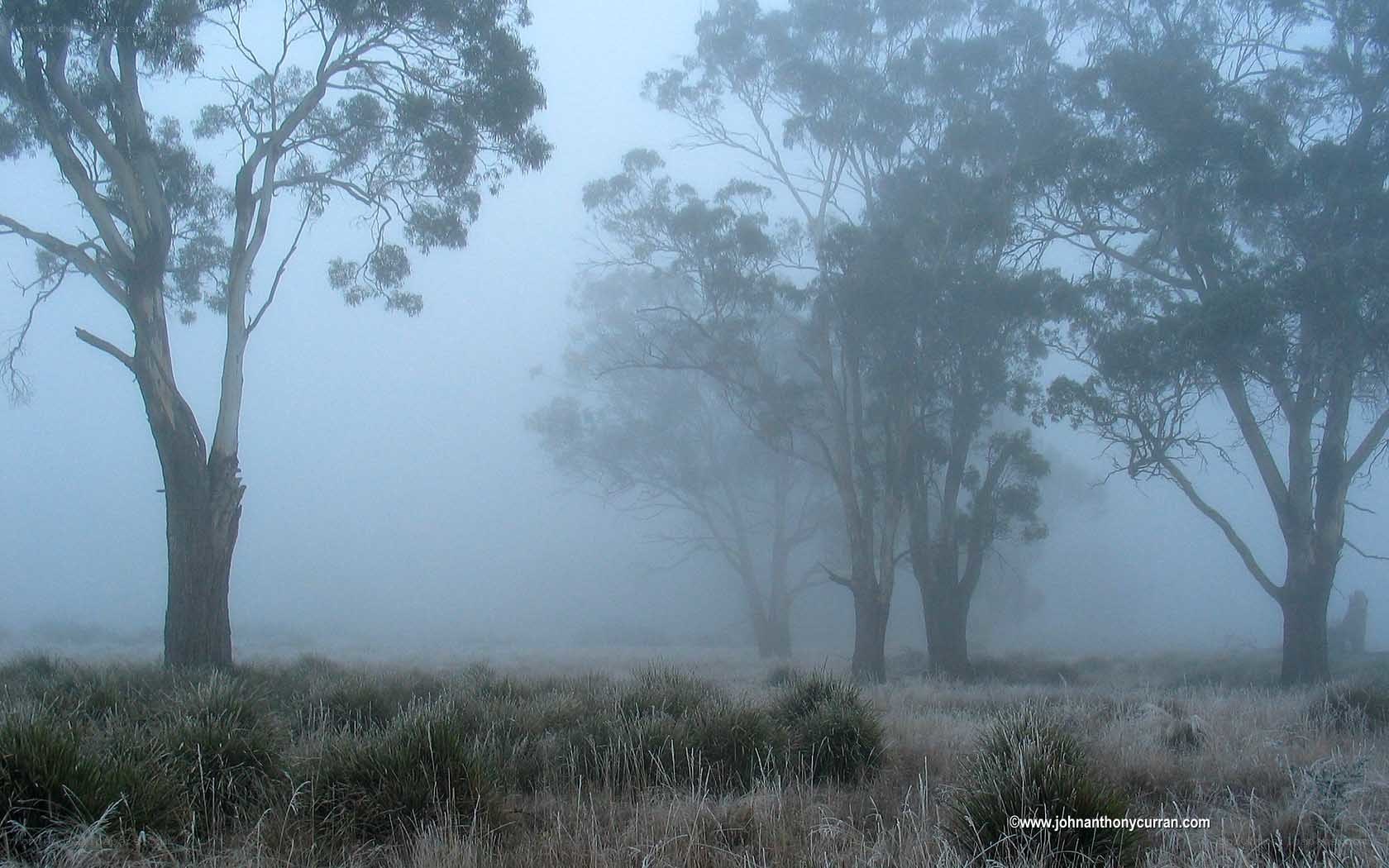 Foggy forest at dawn