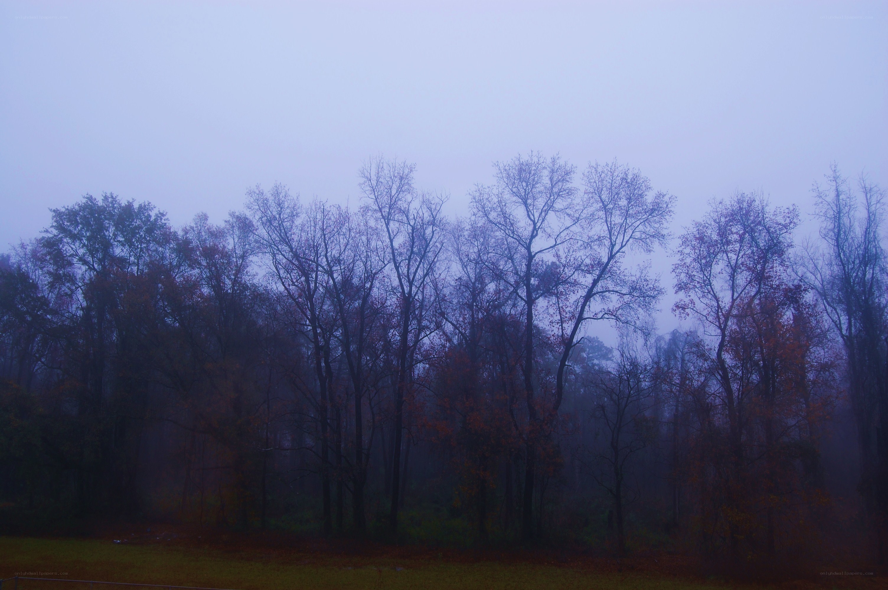 Foggy forest at dawn