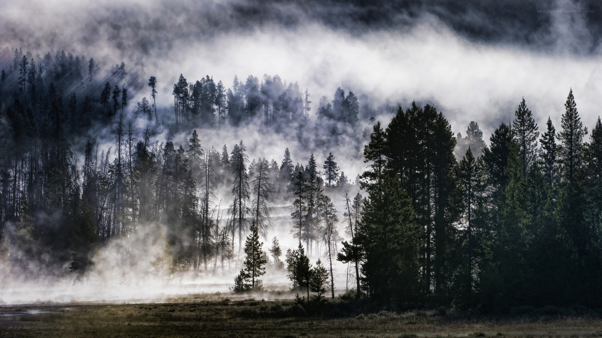 Foggy forest at dawn