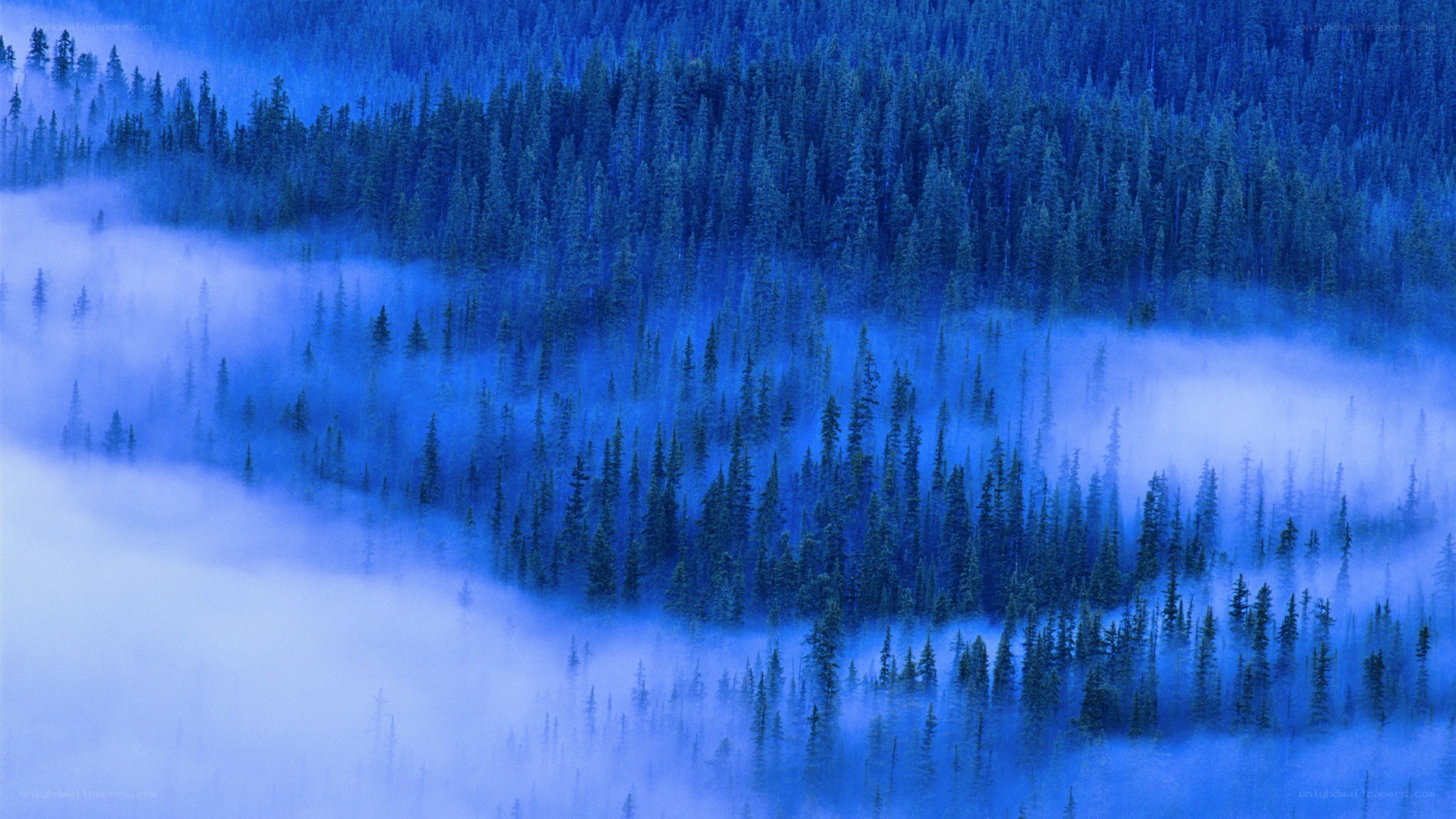 Foggy forest at dawn