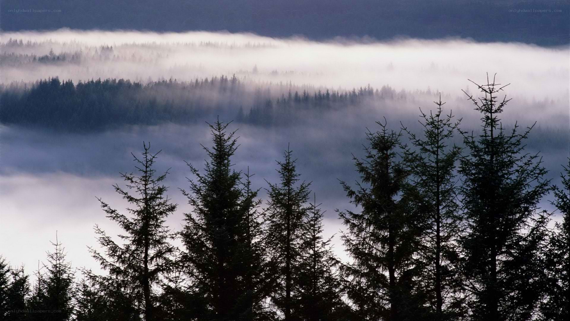 Foggy forest at dawn