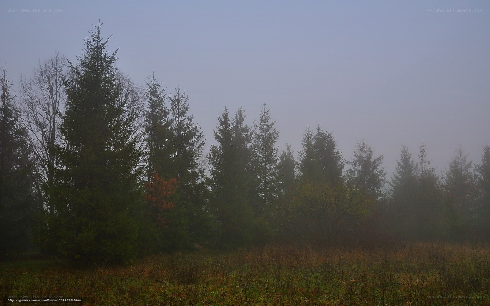 Foggy forest at dawn