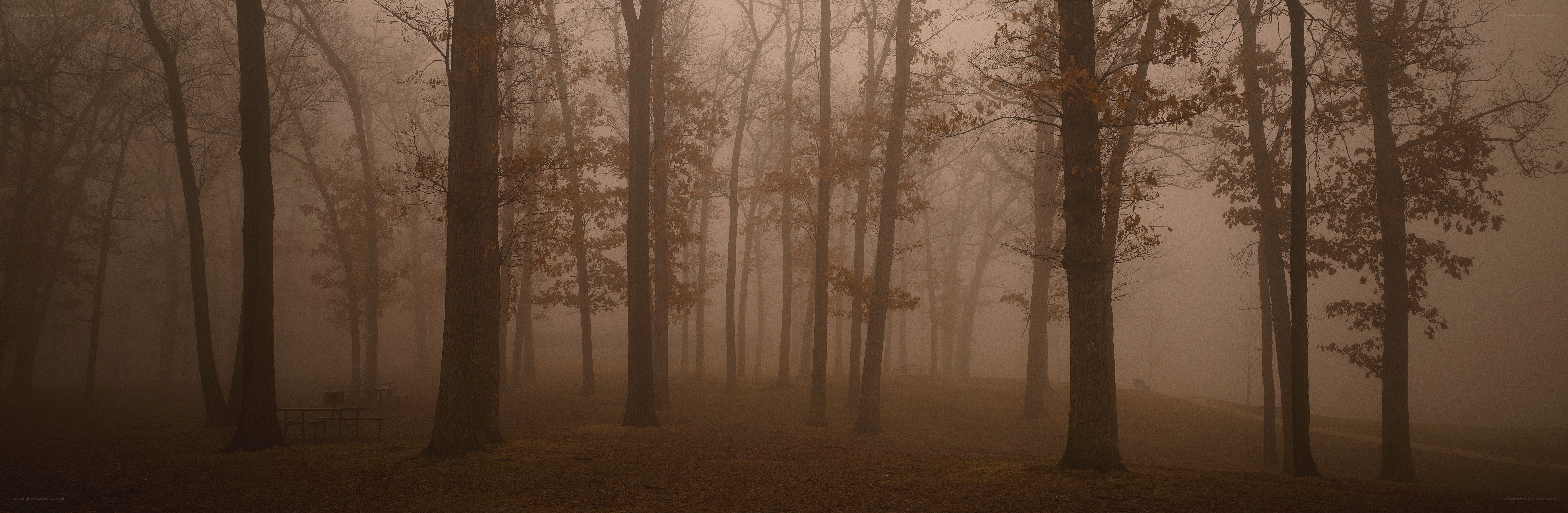 Foggy forest at dawn