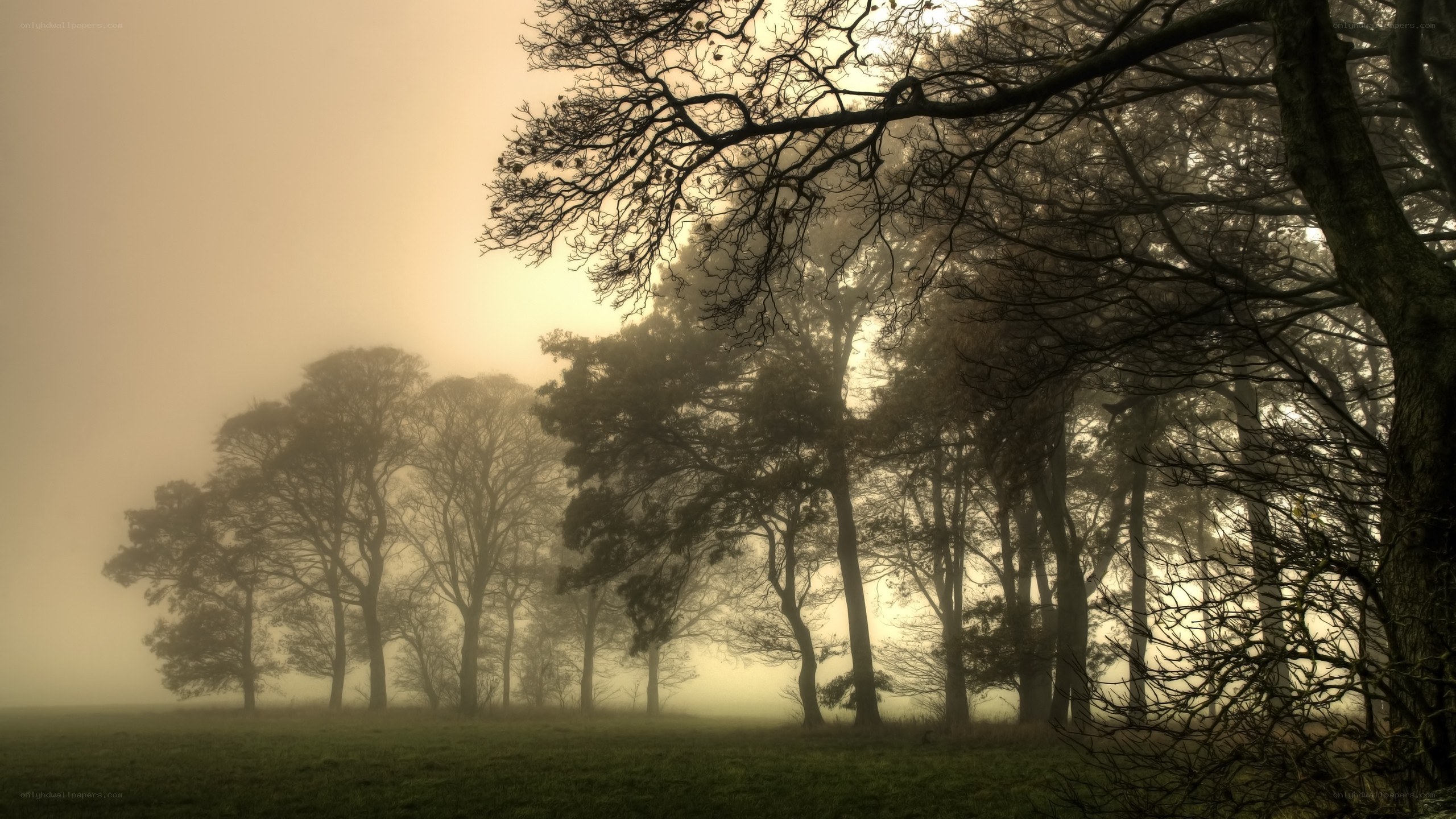 Foggy forest at dawn