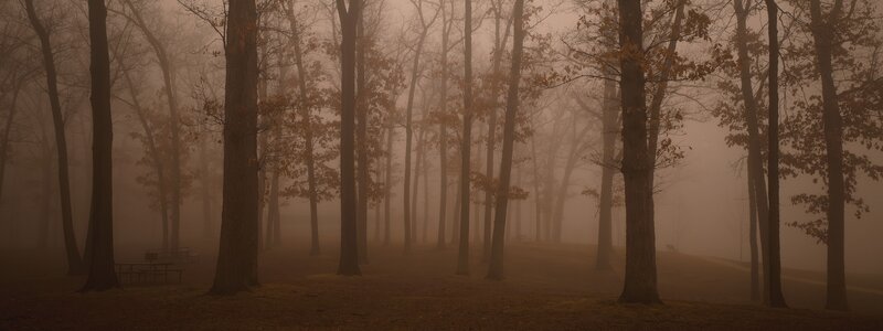 Foggy forest at dawn