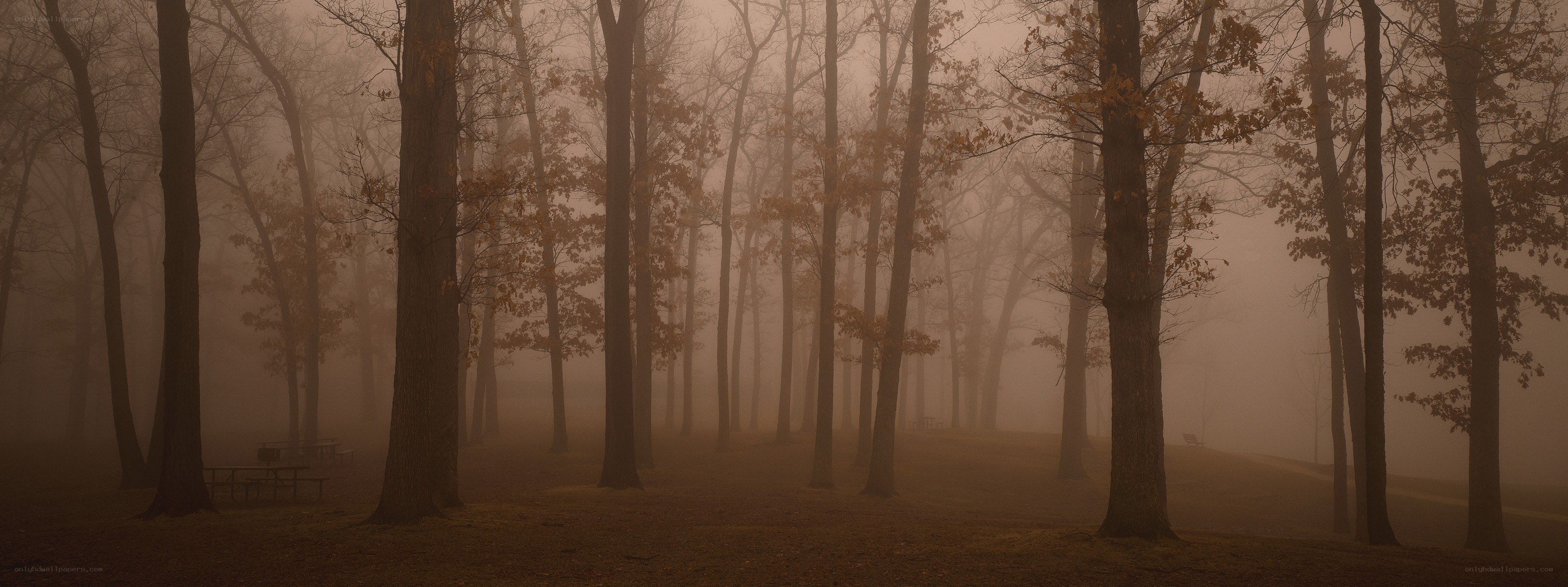 Foggy forest at dawn