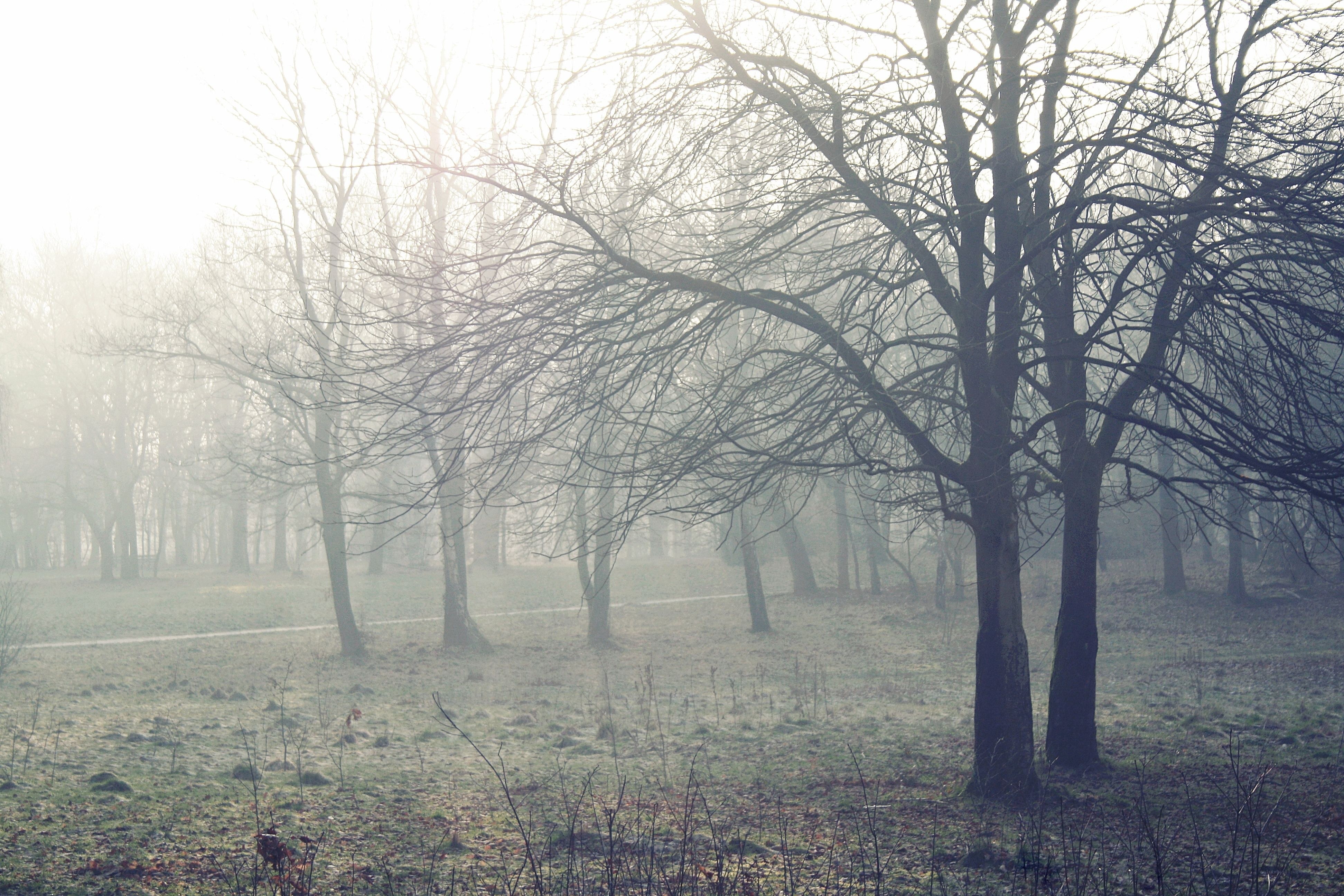 Foggy forest at dawn