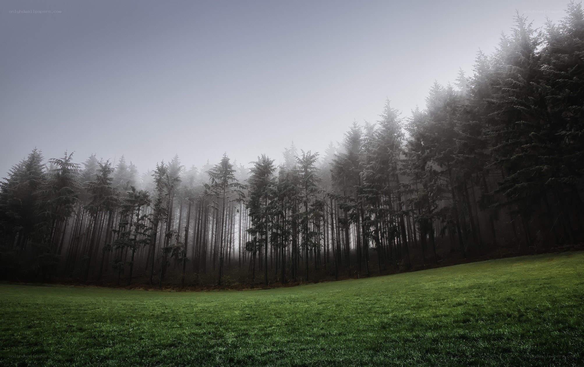 Foggy forest at dawn