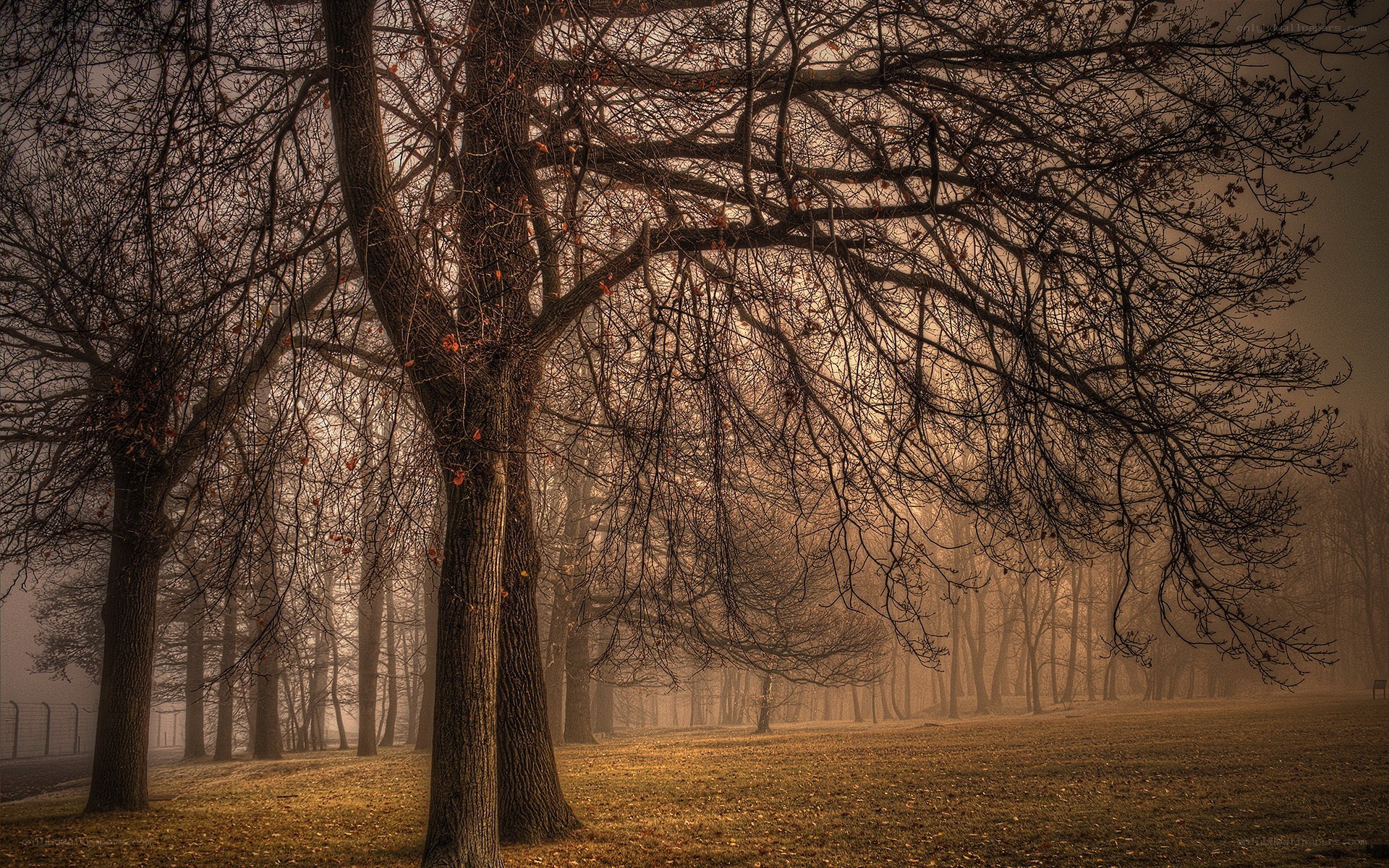 Foggy forest at dawn