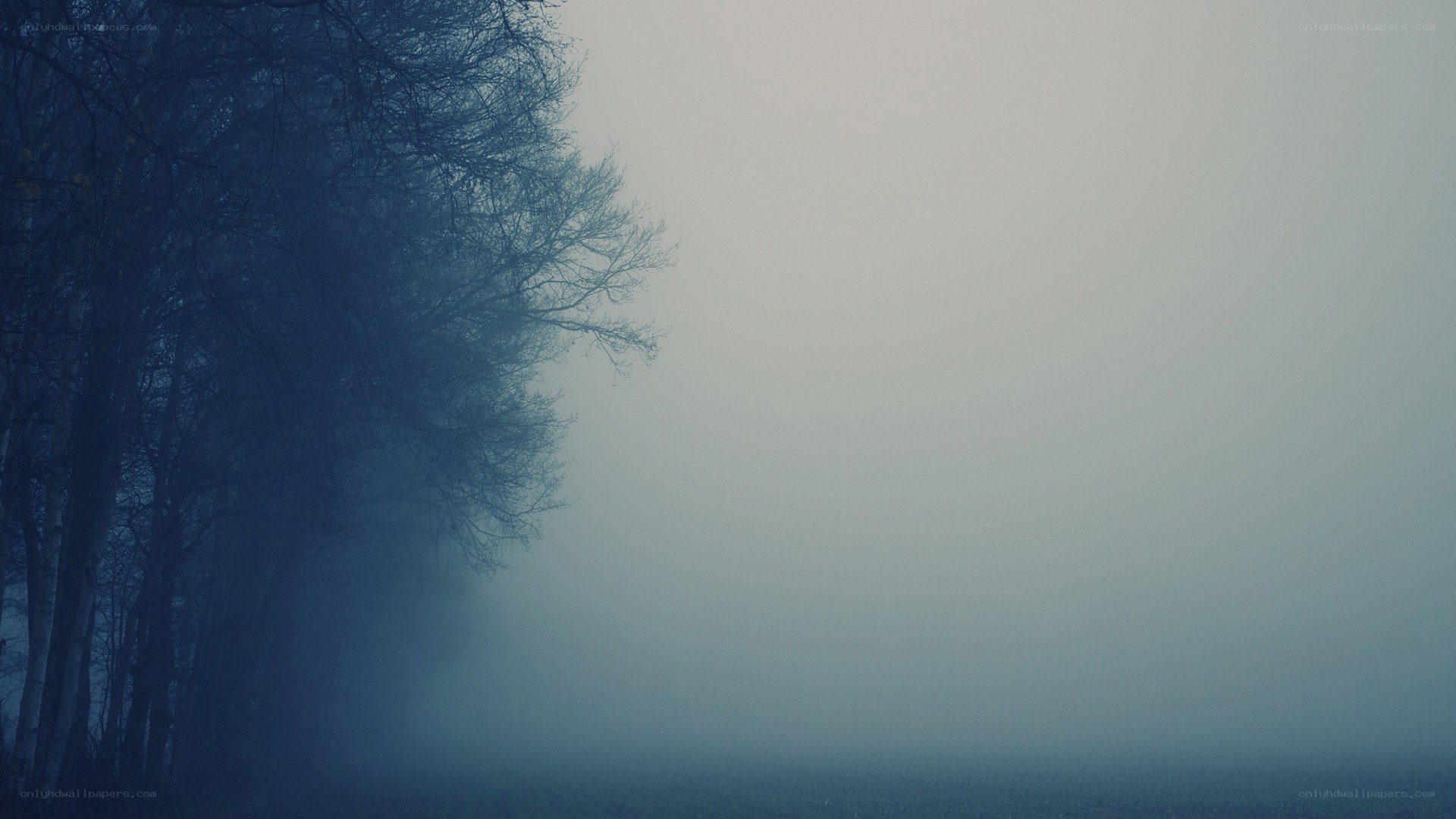 foggy forest at dawn