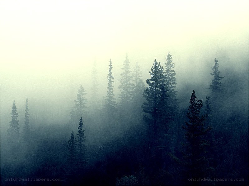 Foggy forest at dawn