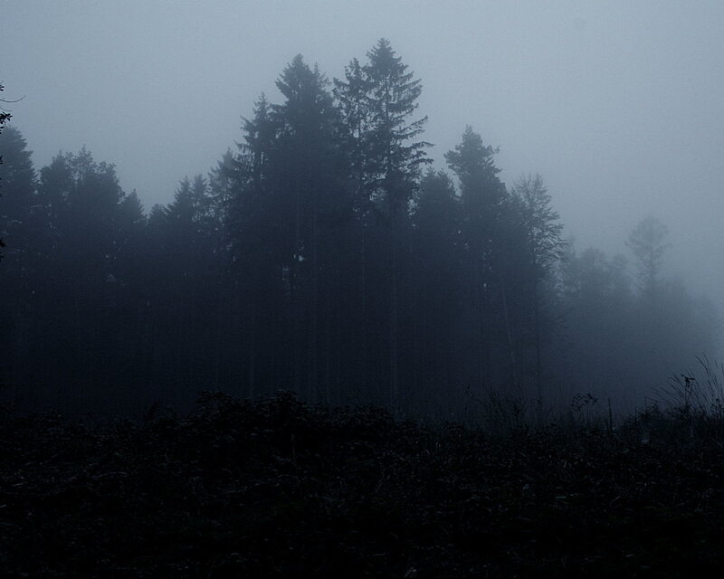Foggy forest at dawn