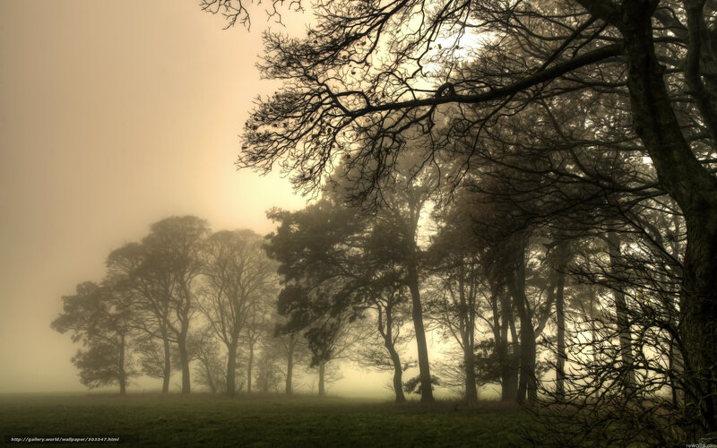 Foggy forest at dawn