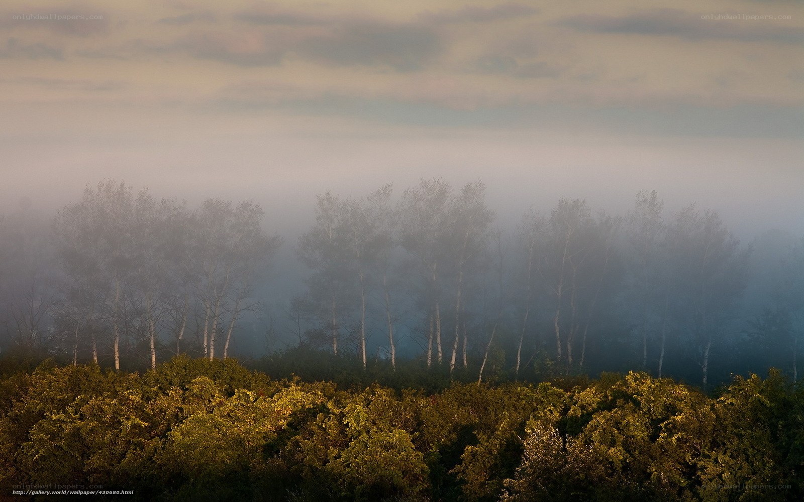 Foggy Forest at Dawn