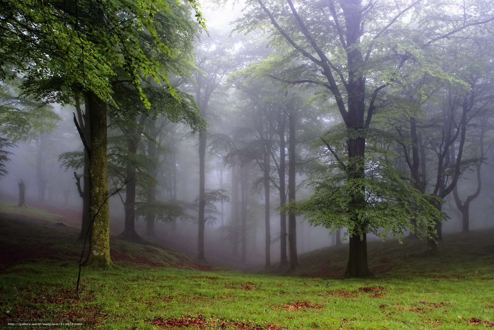 Foggy forest at dawn