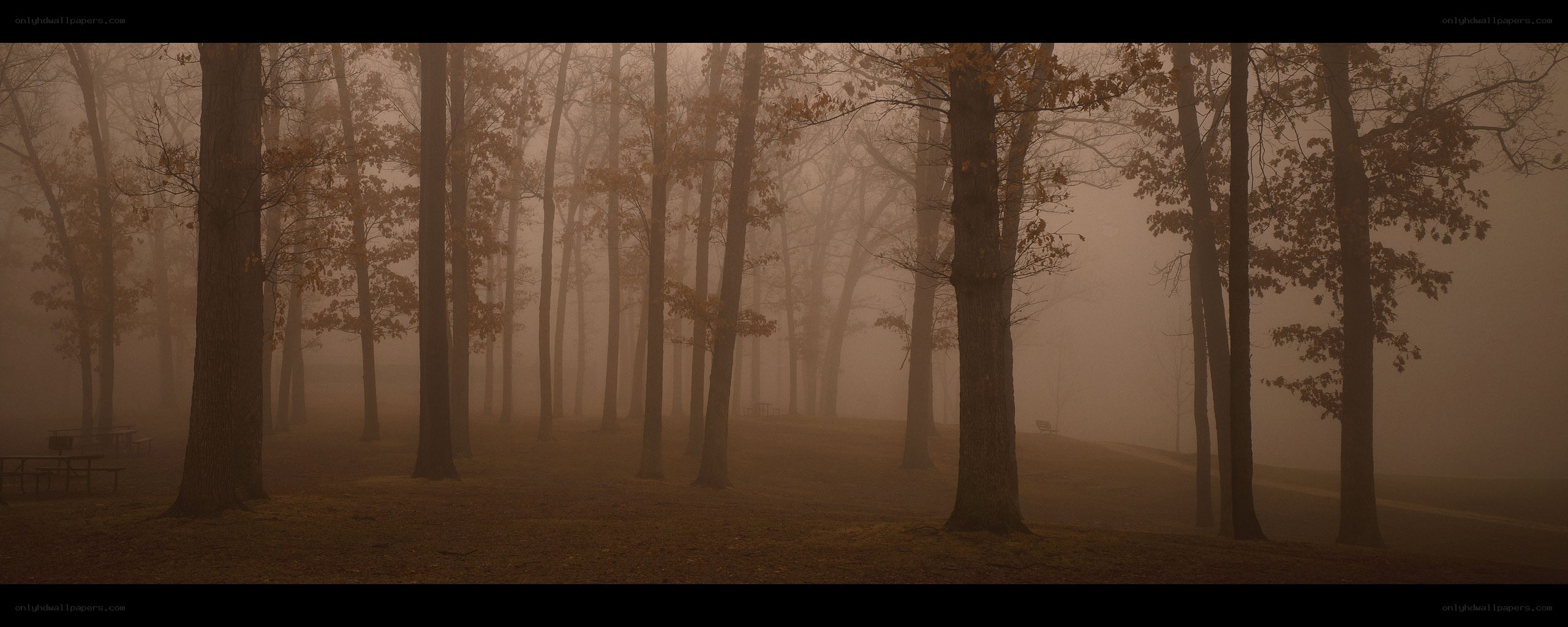 Foggy forest at dawn