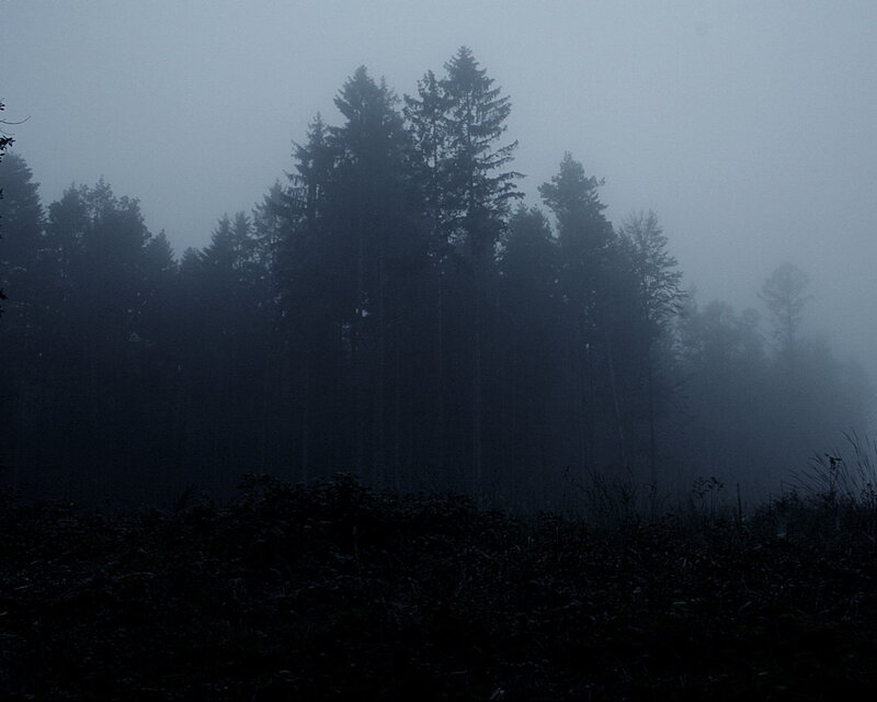 Foggy forest at dawn