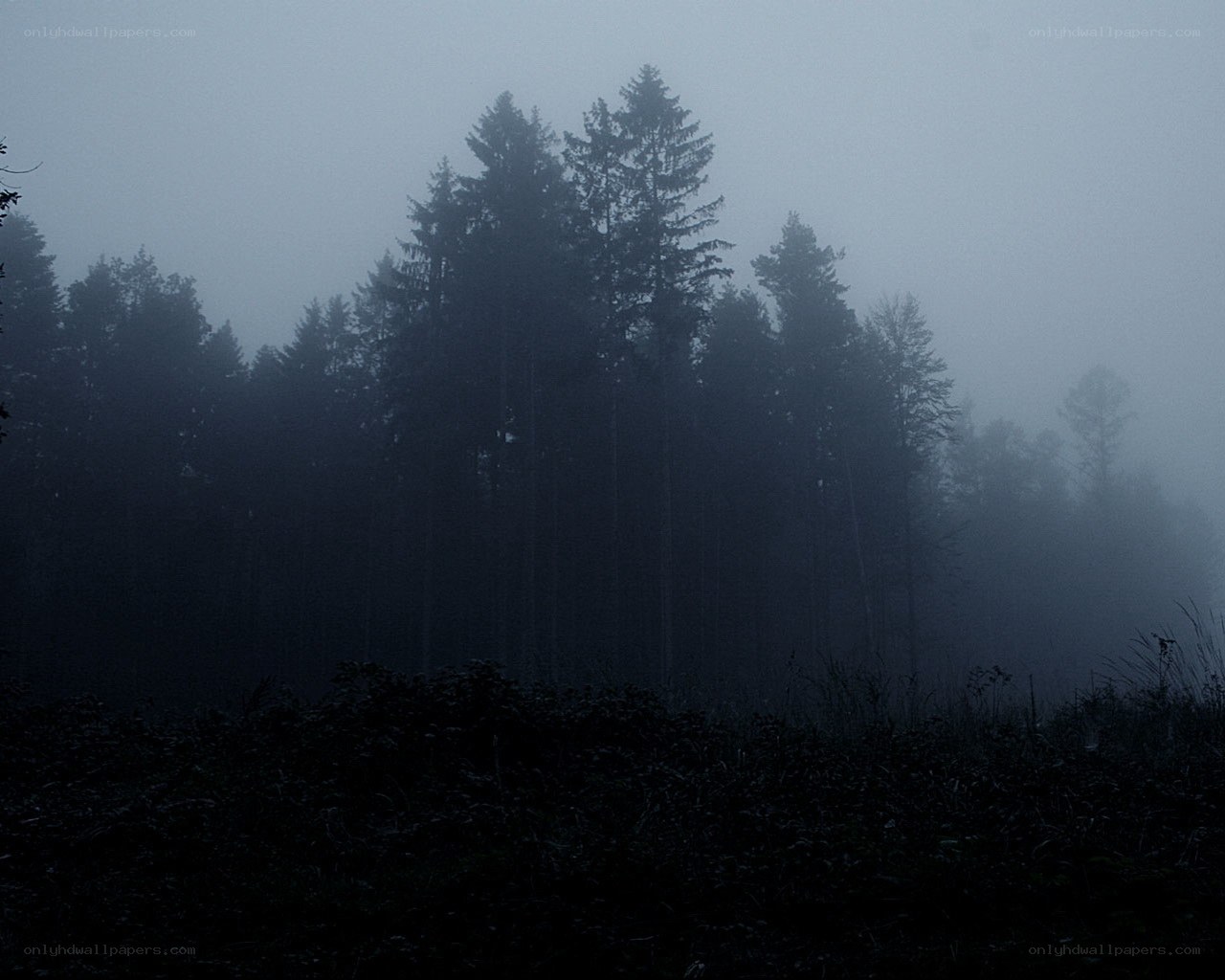 Foggy forest at dawn