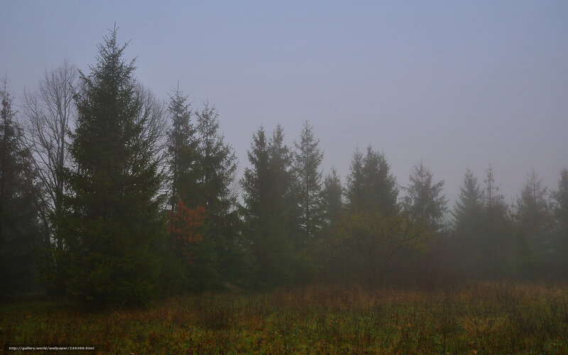 Foggy Forest at Dawn — Green, Misty