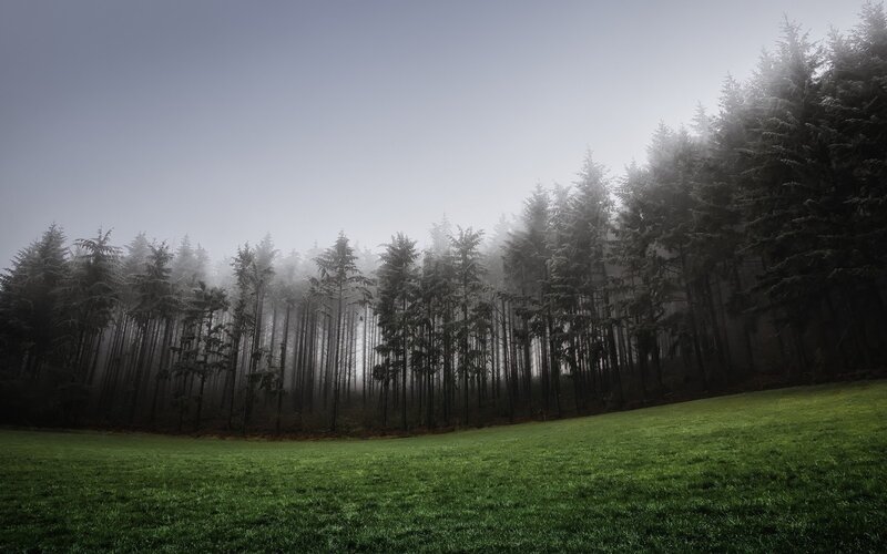 Foggy Forest at Dawn — Green