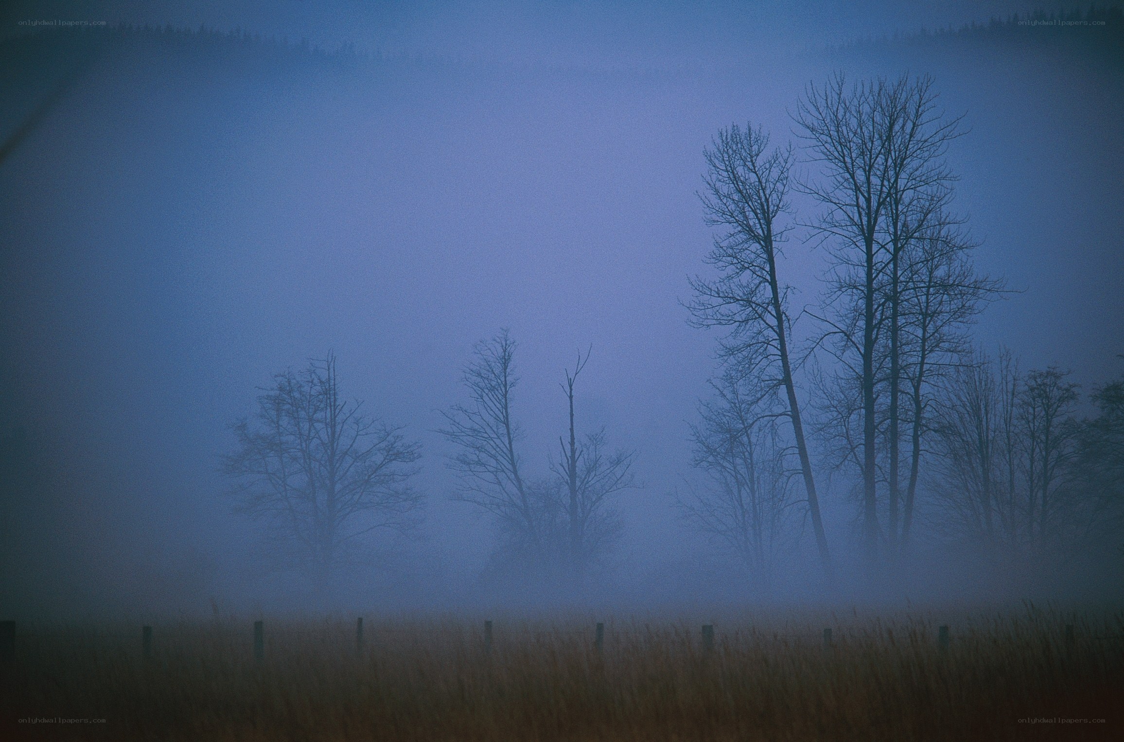 Foggy forest at dawn