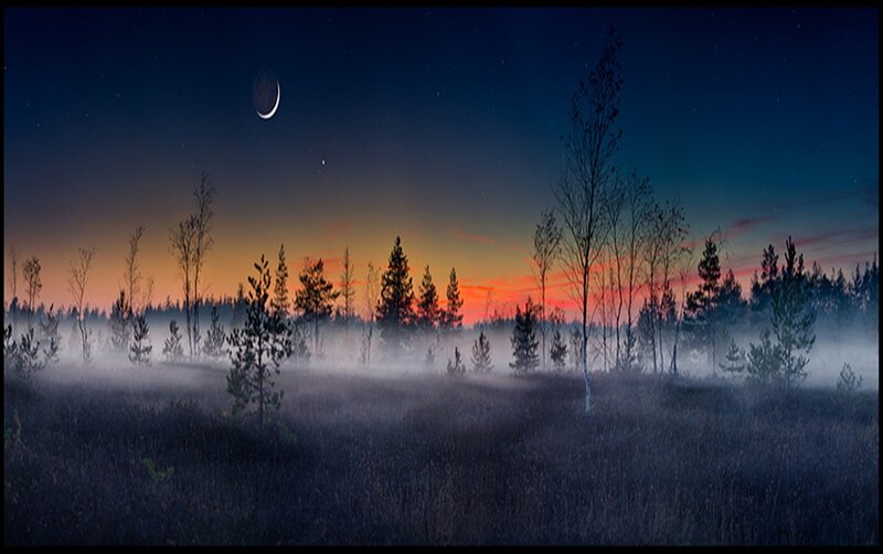 Foggy Forest at Dusk — Blue, Serene, Night