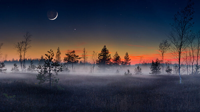 Foggy Forest at Dusk — Blue